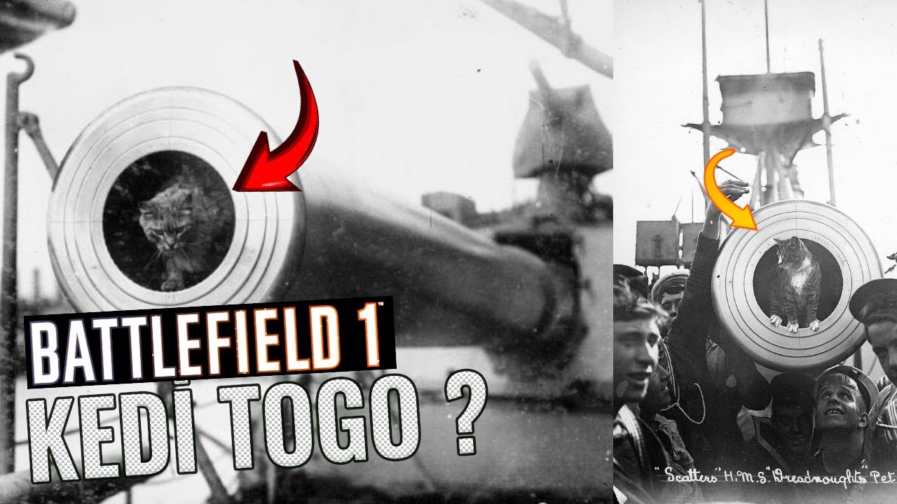 Çanakkale'nin Kahraman Kedisi: Togo'nun Hikayesi ve Battlefield 1'deki Gizli Mesaj