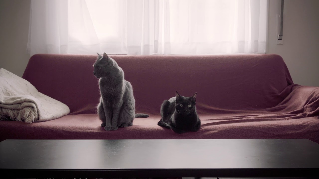 CATVID-19