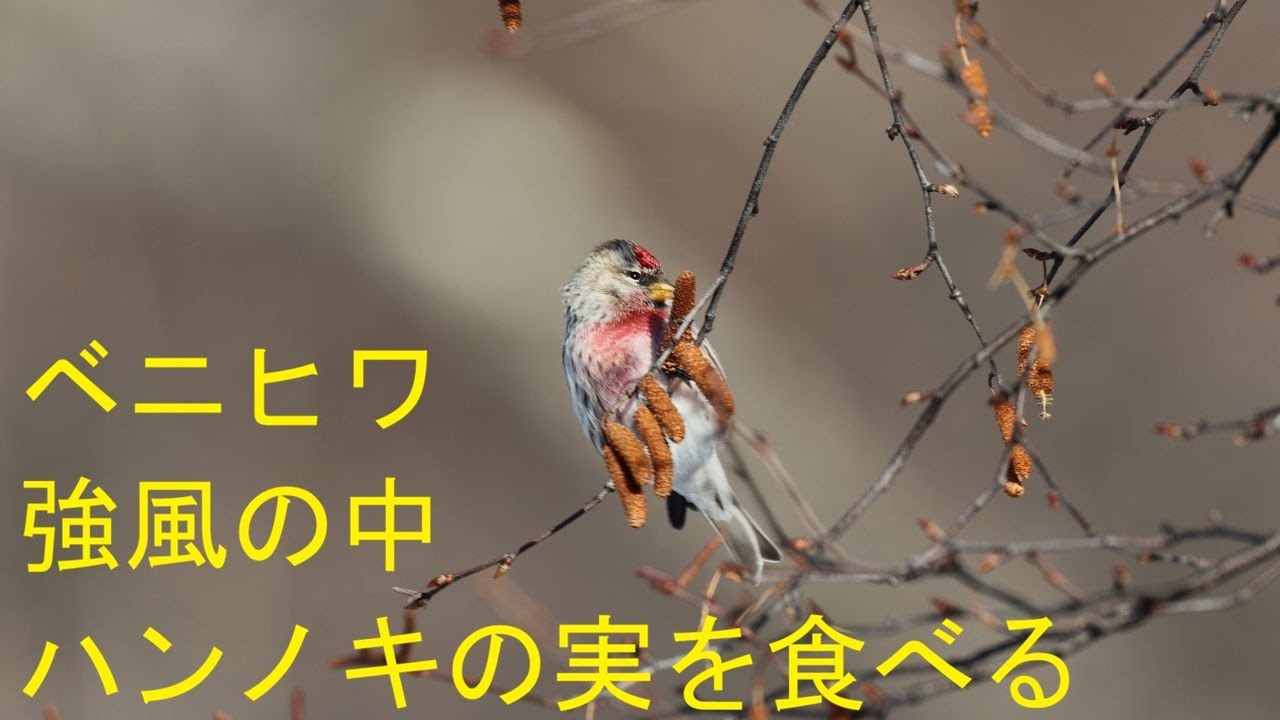 ベニヒワ　強風の中、ハンノキの実を食べる