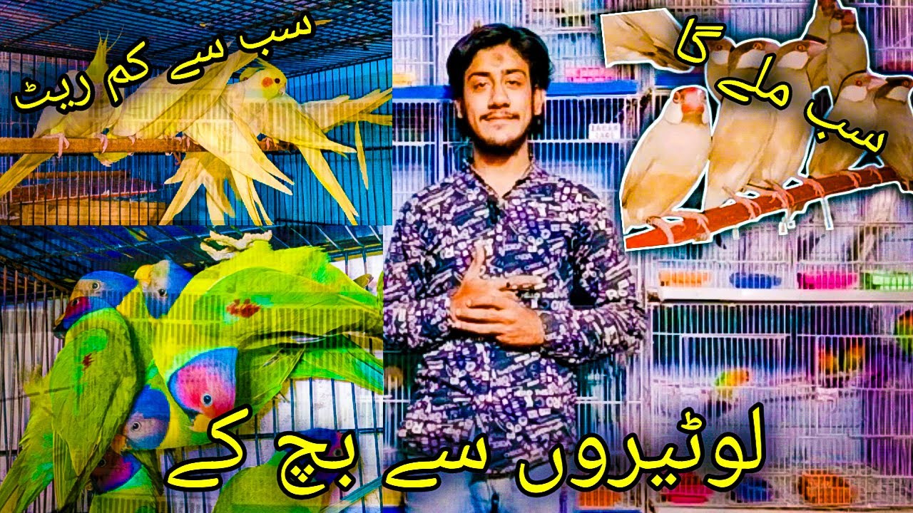 Ab Sab mily ga | cheapest Birds | HR Aviary KHI | Cockatiel | Love Birds | Plum Head
