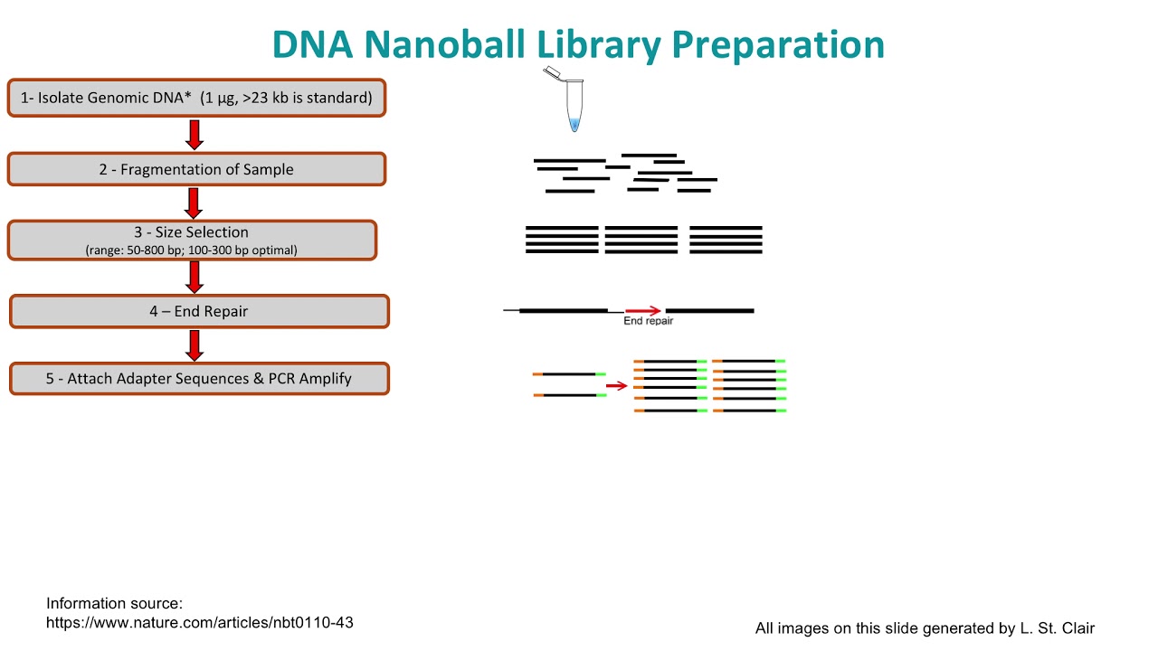 Nanoball Sequencing