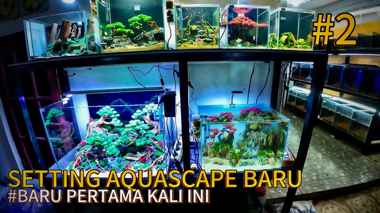 PERTAMA KALI SETTING SENDIRI AQUASCAPE DI UKURAN 60cm 🔥🔥🔥
