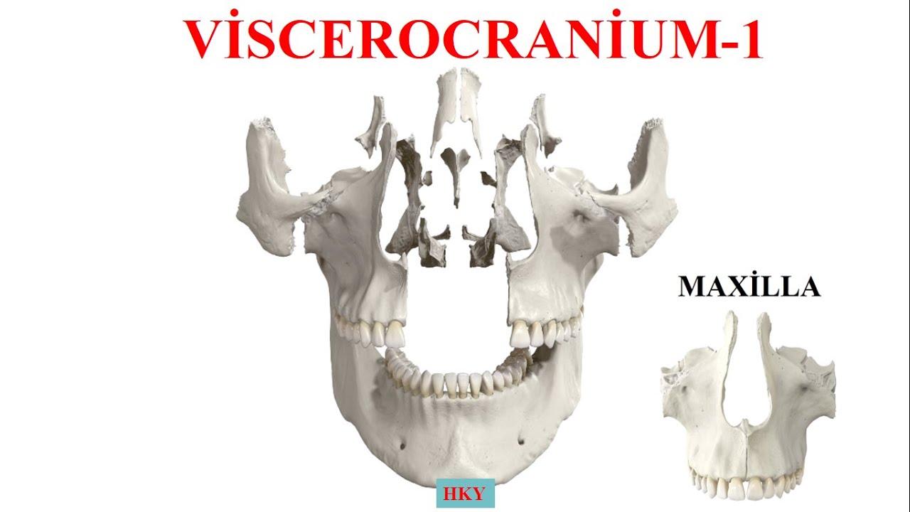 7- Viscerocranium-1 ( Maxilla)