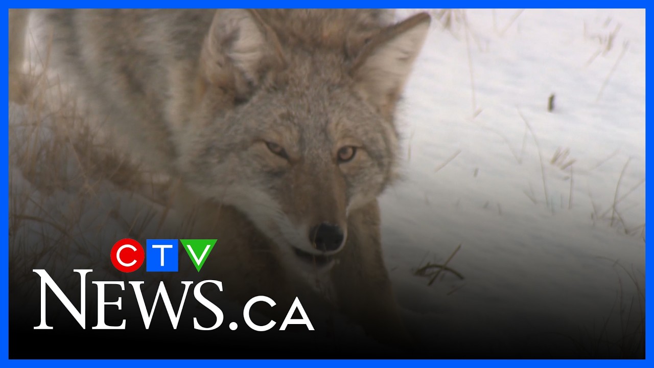 How to deal with urban coyotes