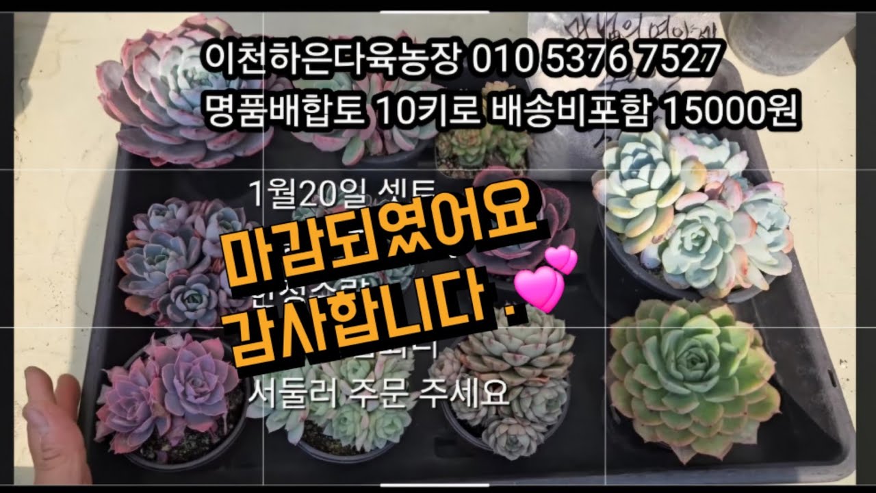 2026년 1월 20일 셋트판매 착한가격 #다육식물 #다육이판매 #다육이흙 #다육농장 #다육키핑 #배합토 #분갈이흙 