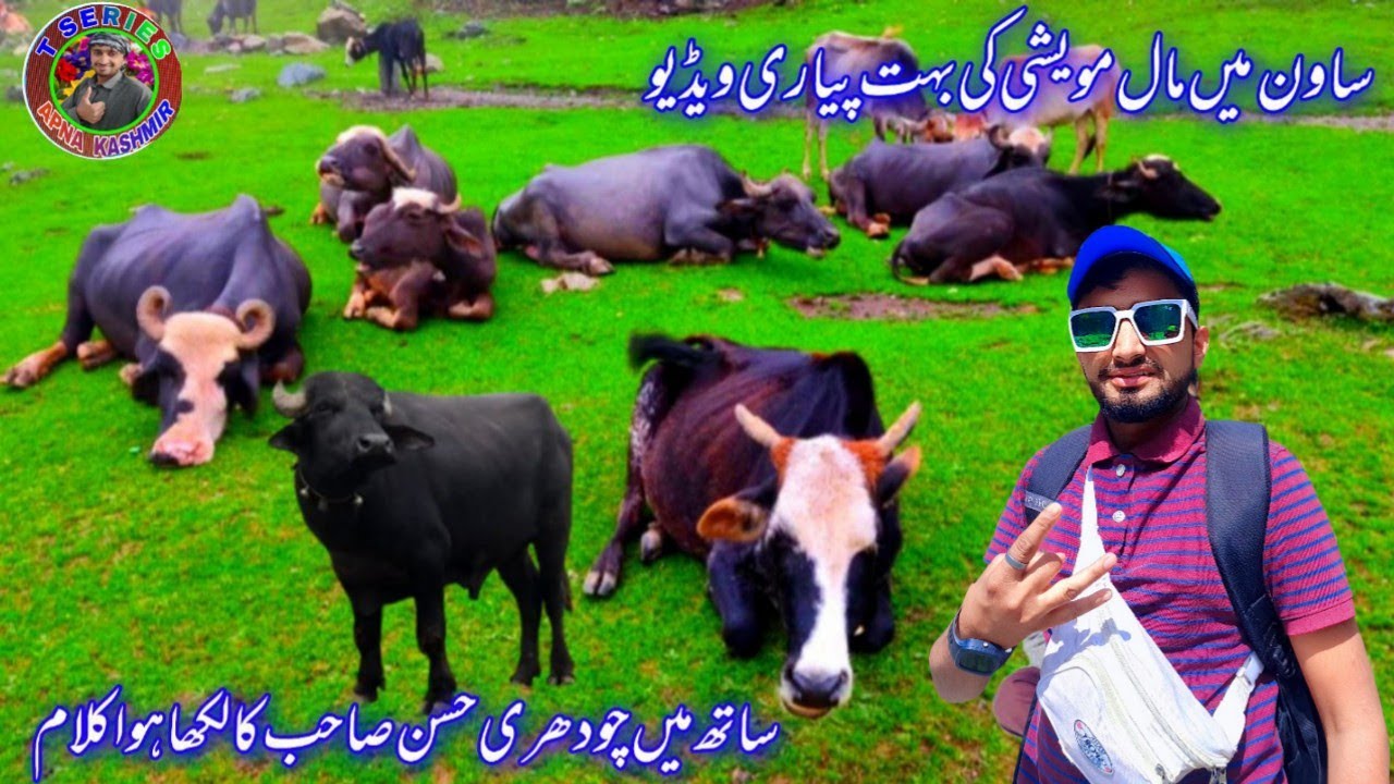 very beautiful dhook video with best gojri song gojri bait new gojri song pahari song pahari bait ❤❤