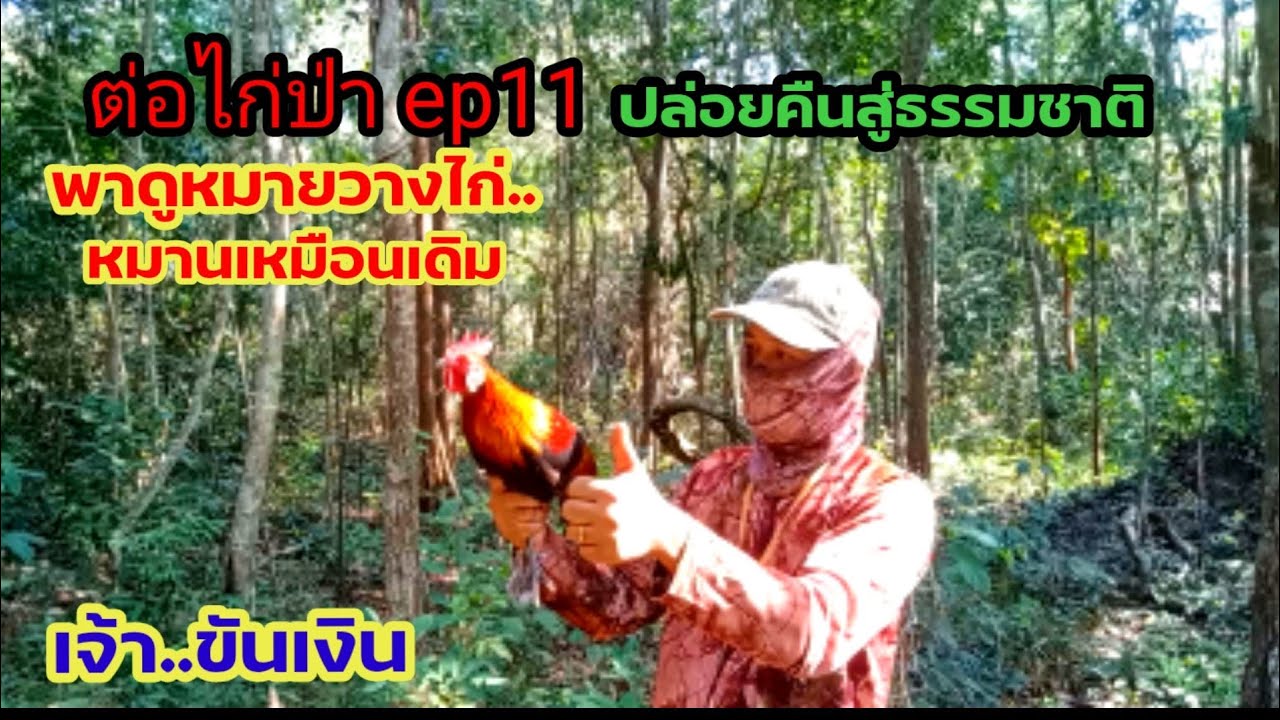 ต่อไก่ป่า2565ep11 ดูหมายวางไก่ หมานสุดๆ เจ้าขันเงิน ปล่อยคืนสู่ธรรมชาติต่อไก่เชิงอนุรักษ์@[วิถีคนดง]
