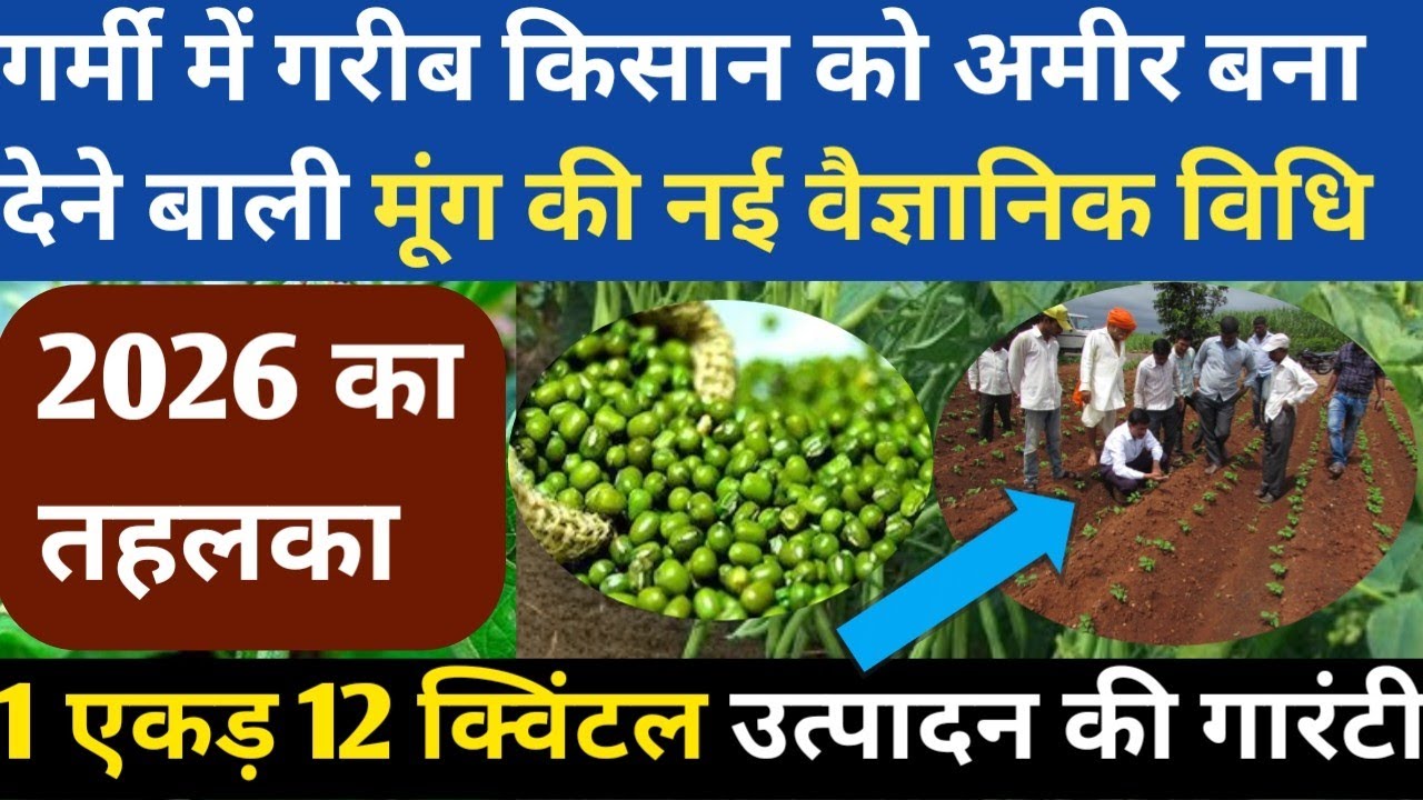गर्मी में गरीब किसान को अमीर बना देगी मूंग की ये नई ओर वैज्ञानिक विधि 12 क्विंटल उत्पादन || Mung