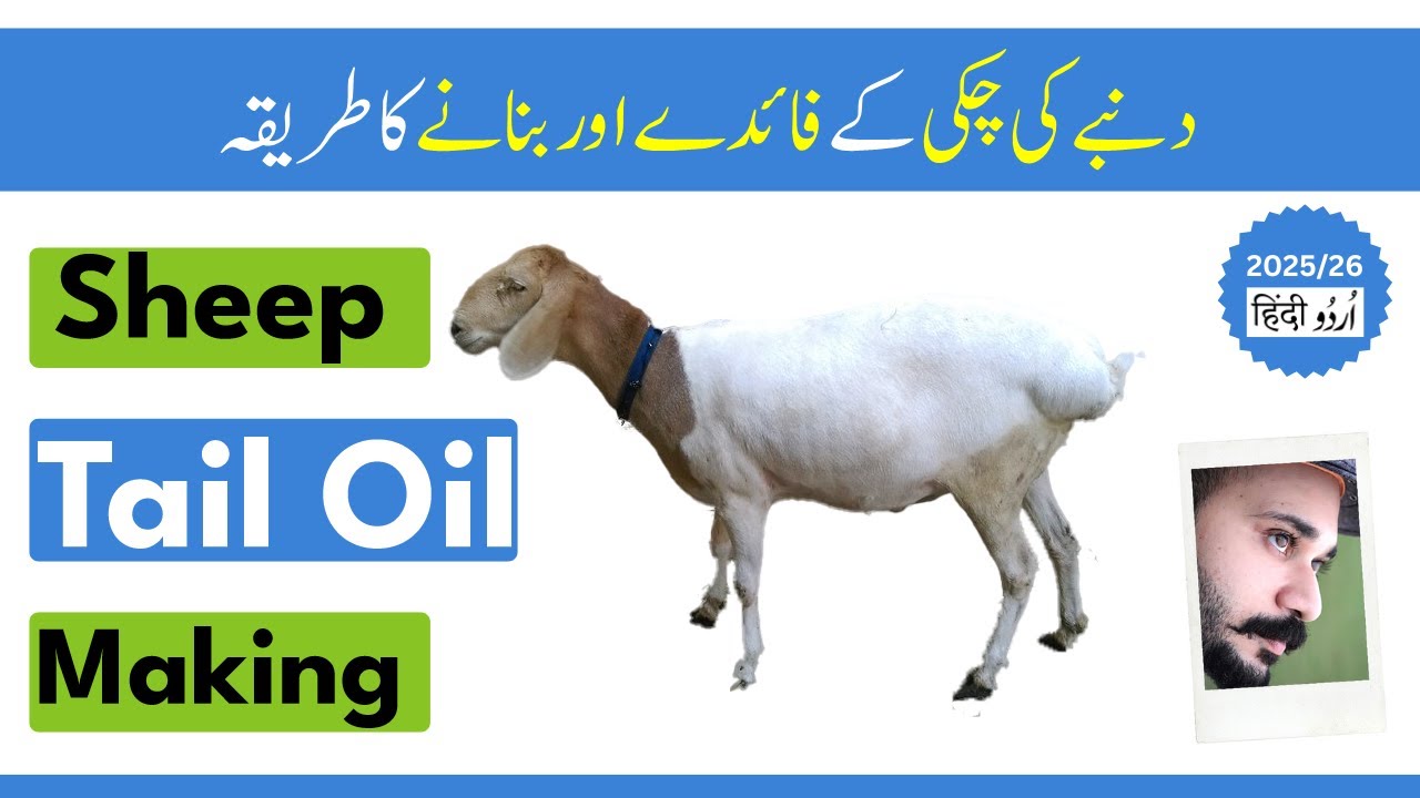 Sheep Tail Fat Benefits | How to Use Fat in Keto Diet | Dumbay ki Chakki | Ali Hashmi [Urdu/Hindi]