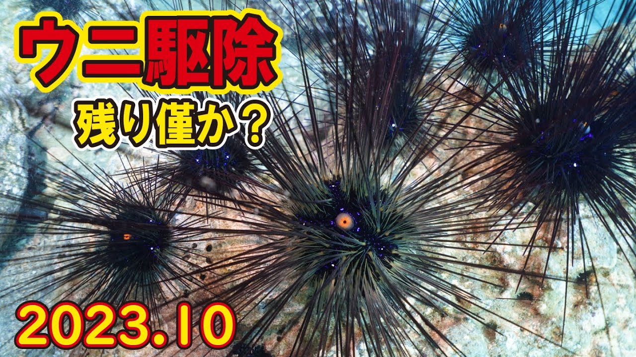 【ウニ駆除】ひたすら駆除し続けた結果ウニが減ってきた！そして新たな取組へ【2023.10】