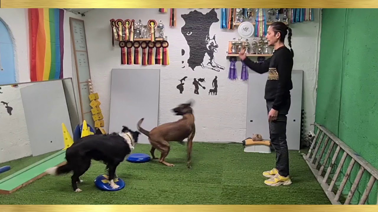 Training Multiple Dogs. The Trios