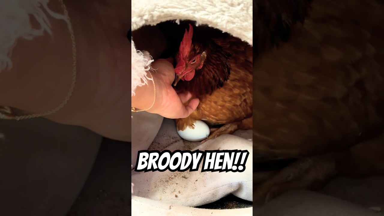 BROODY HEN! 💛🥚 My chicken is angry protecting her eggs