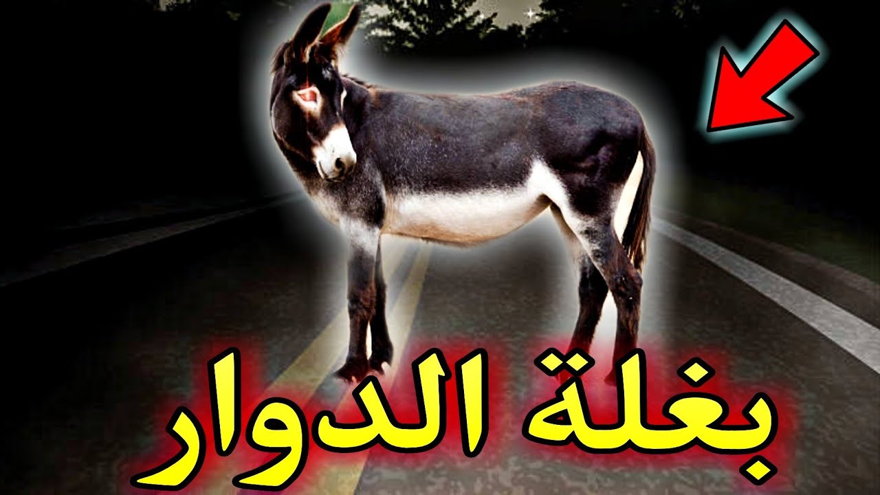 قصص رعب : قصة رعب واقعية لدوار كانت كتخرج ليهم بغلة فالطريق وعندما احذروا السلطات كانت المفاجأة لن ت