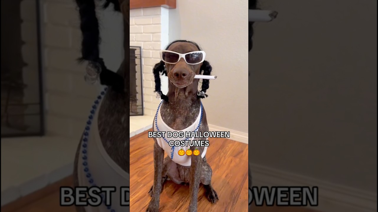Смешные костюмы собак на Хэллоуин 
