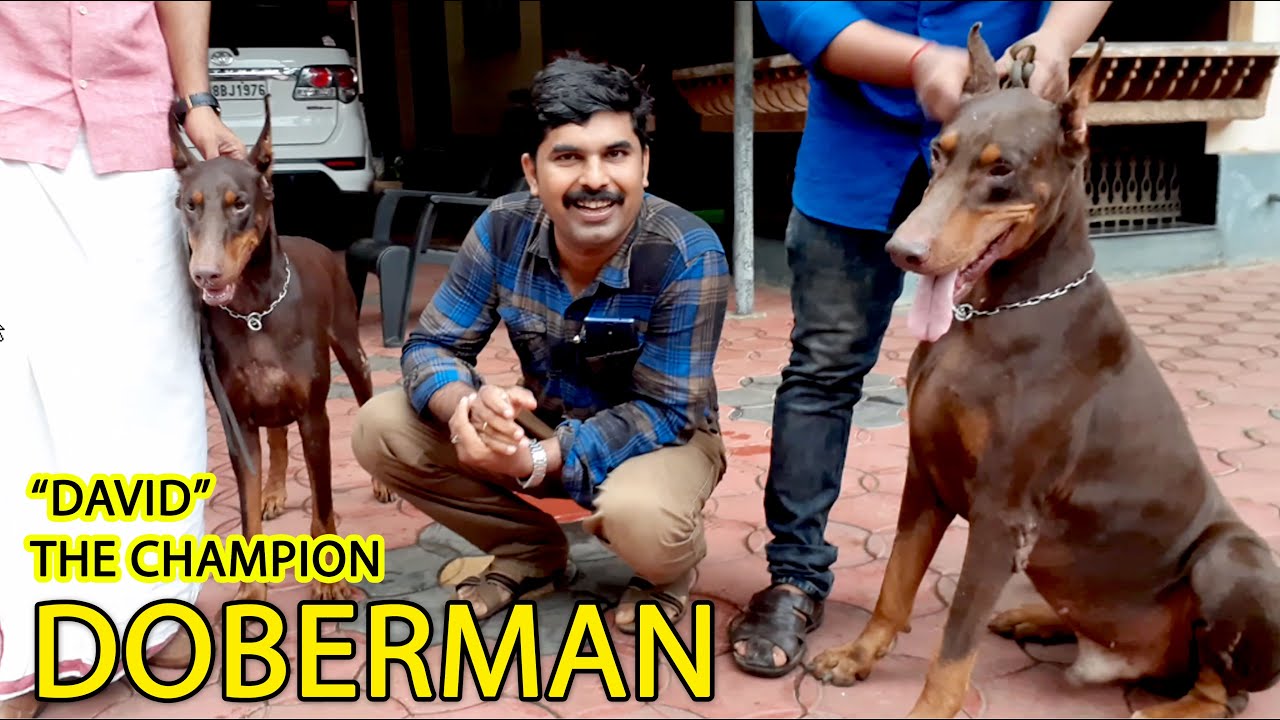 DOBERMAN l DAVID THE CHAMPION DOG l DOG FARMING KERALA
