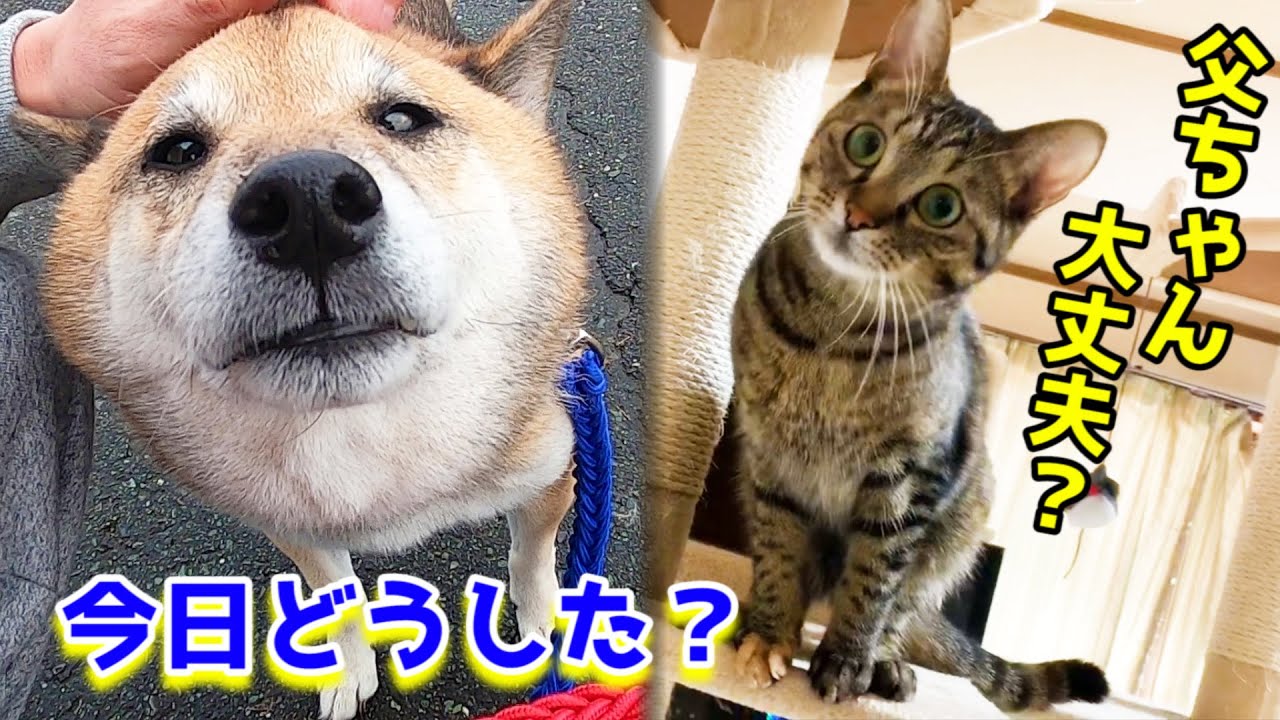 大好きな散歩から帰宅後すぐに「散歩に行こう！」と言った時の柴犬の反応Can Shiba Inu go for a walk many times?