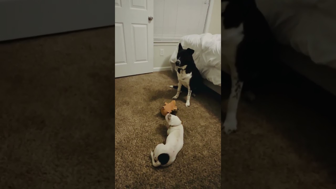 Estos peludos me alegran la existencia ☺️🐺🐶 