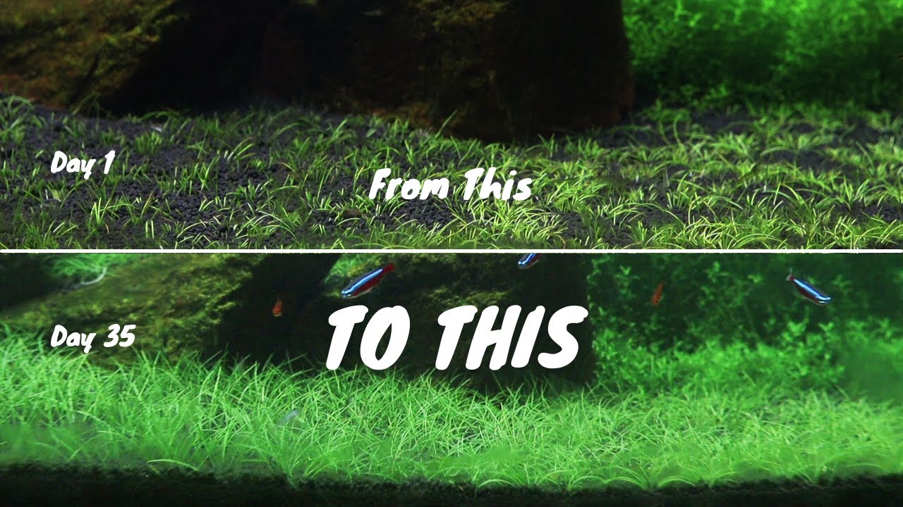Dwarf Hair Grass Growth Time Lapse in a Month