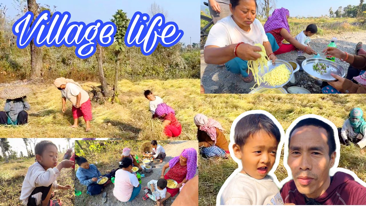 यो बर्षको तोरी उखालियो || Tori Ukhalera Sakiyo || village life // @RajeshThapamagarofficial 