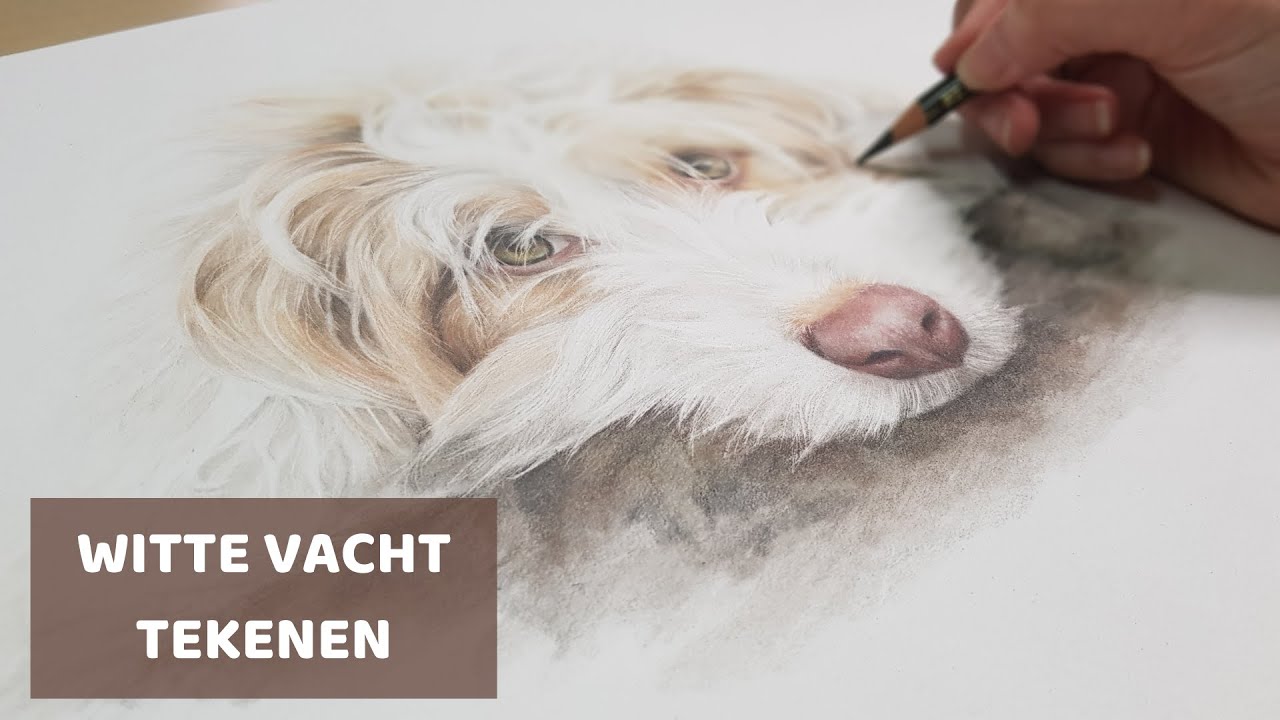 Hoe teken je een LICHTE vacht? Kleurpotlood | LEREN TEKENEN voor beginners