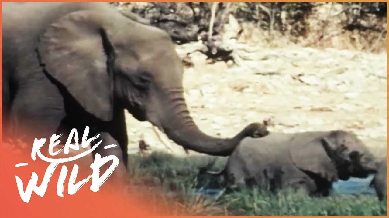 Elephants At The Waterhole (Wildlife Documentary)