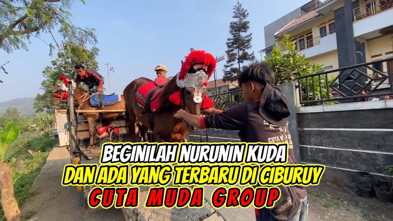 Beginilah Nurunin Kuda Dan Ada Yang Terbaru Spesial❗️❗️Cuta Muda Group 💥 Ciburuy
