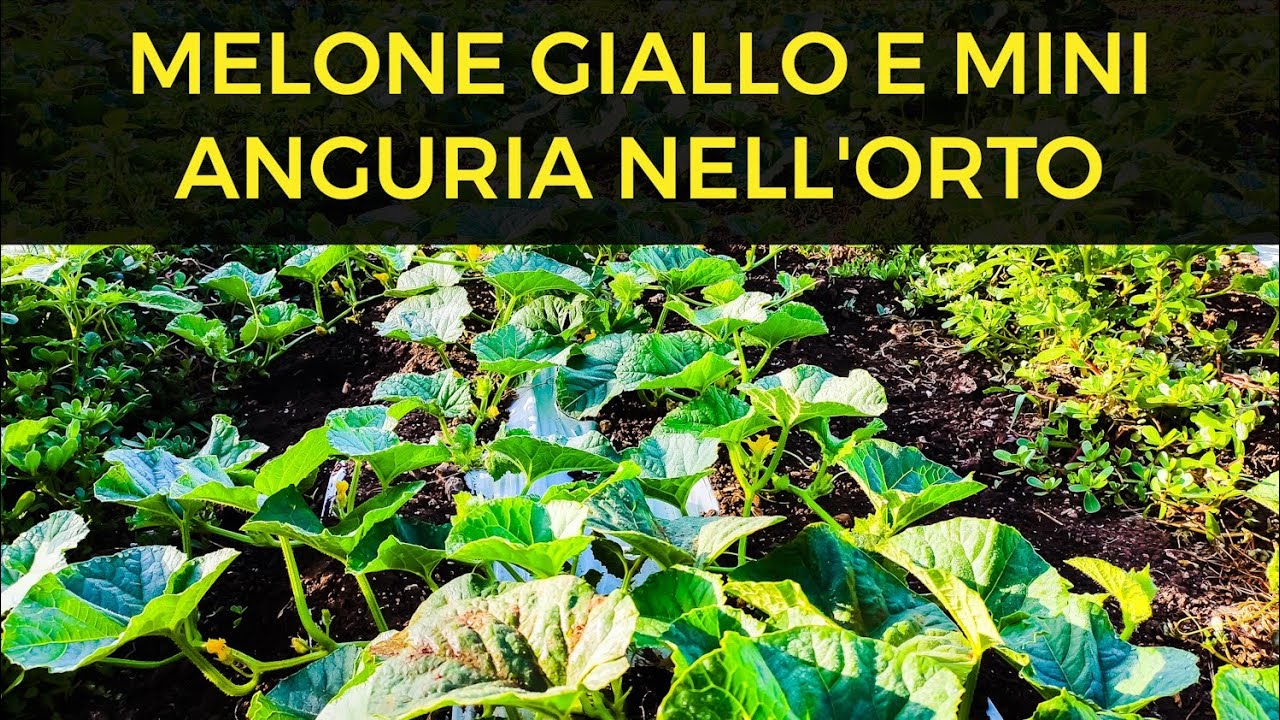 Melone Giallo e Mini Anguria nell' Orto Pronti per Fruttificare