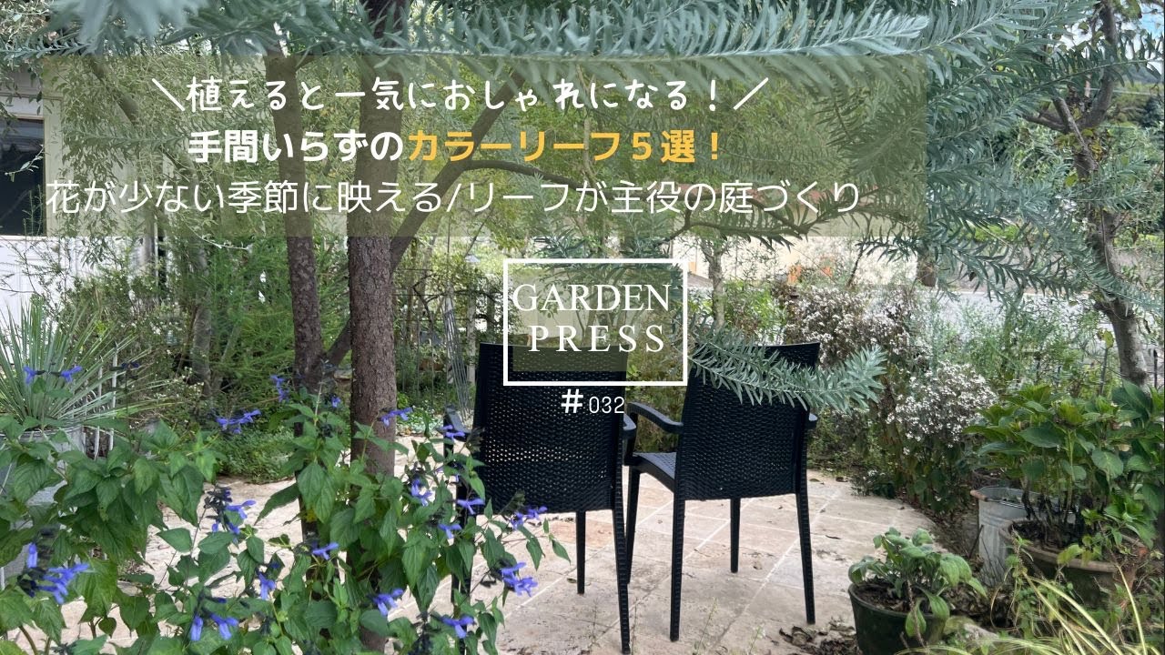 【ガーデニング】必ず植えたい！庭が一気におしゃれになる手間いらずで育つおすすめのカラーリーフ５選｜ガーデニング｜花が少ない季節に映える｜