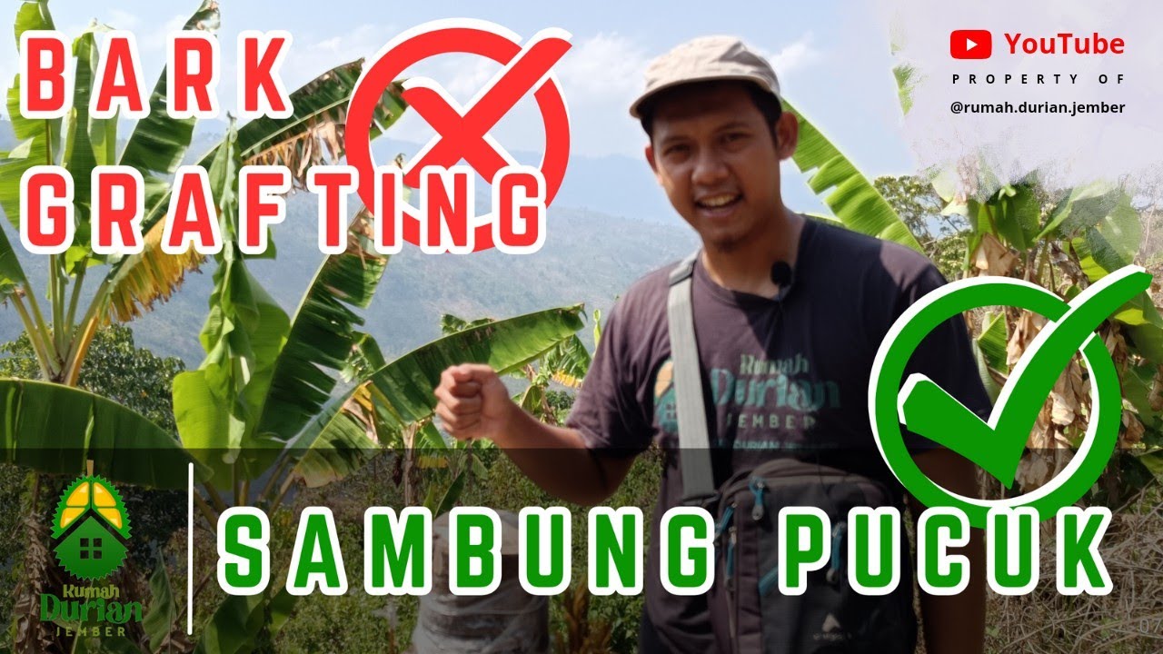 BARK GRAFTING GAGAL ❌ SAMBUNG PUCUK SAJA ✅