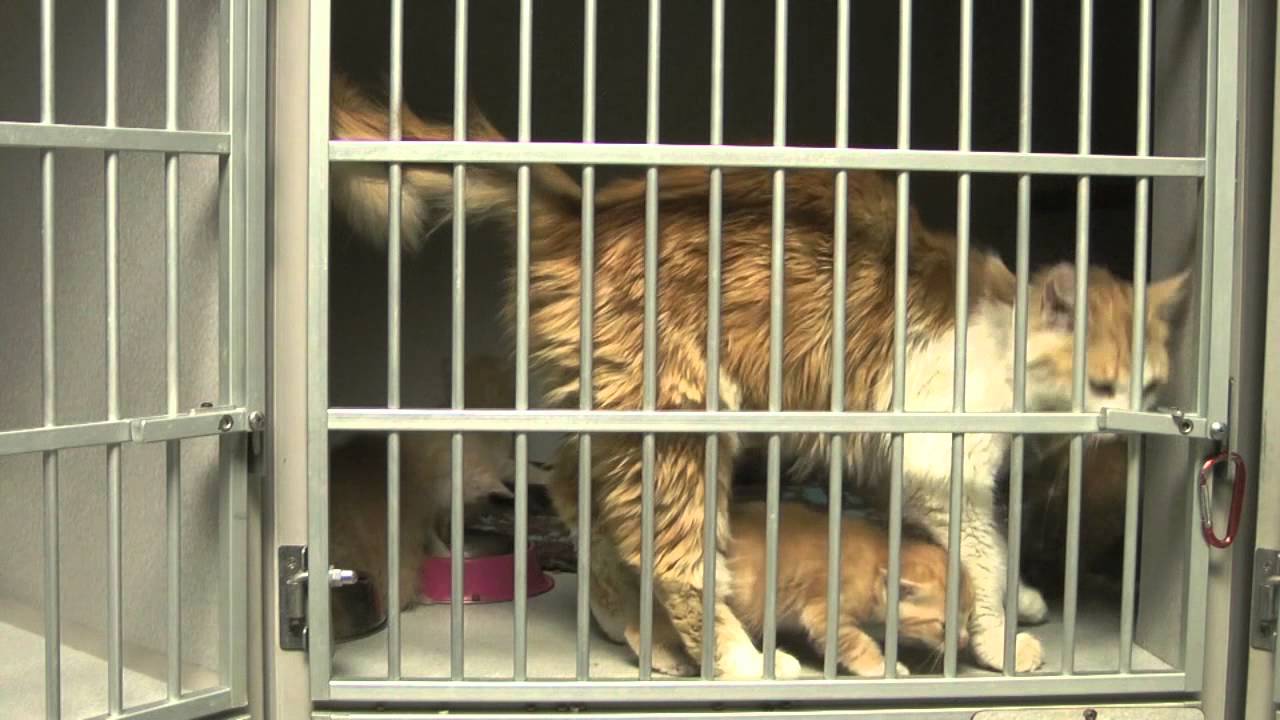 OC Animal Care