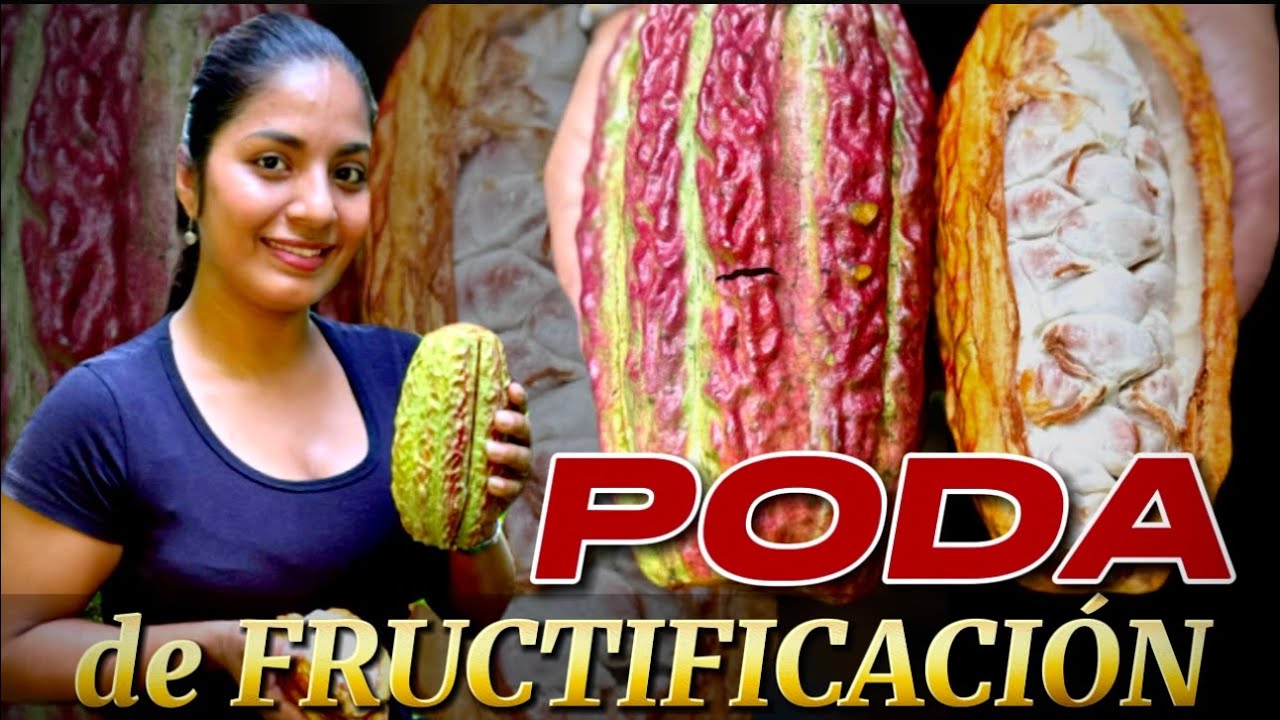 Obtén máximo beneficio del cultivo de cacao. Aprovecha el precio alto con la poda de fructificación.