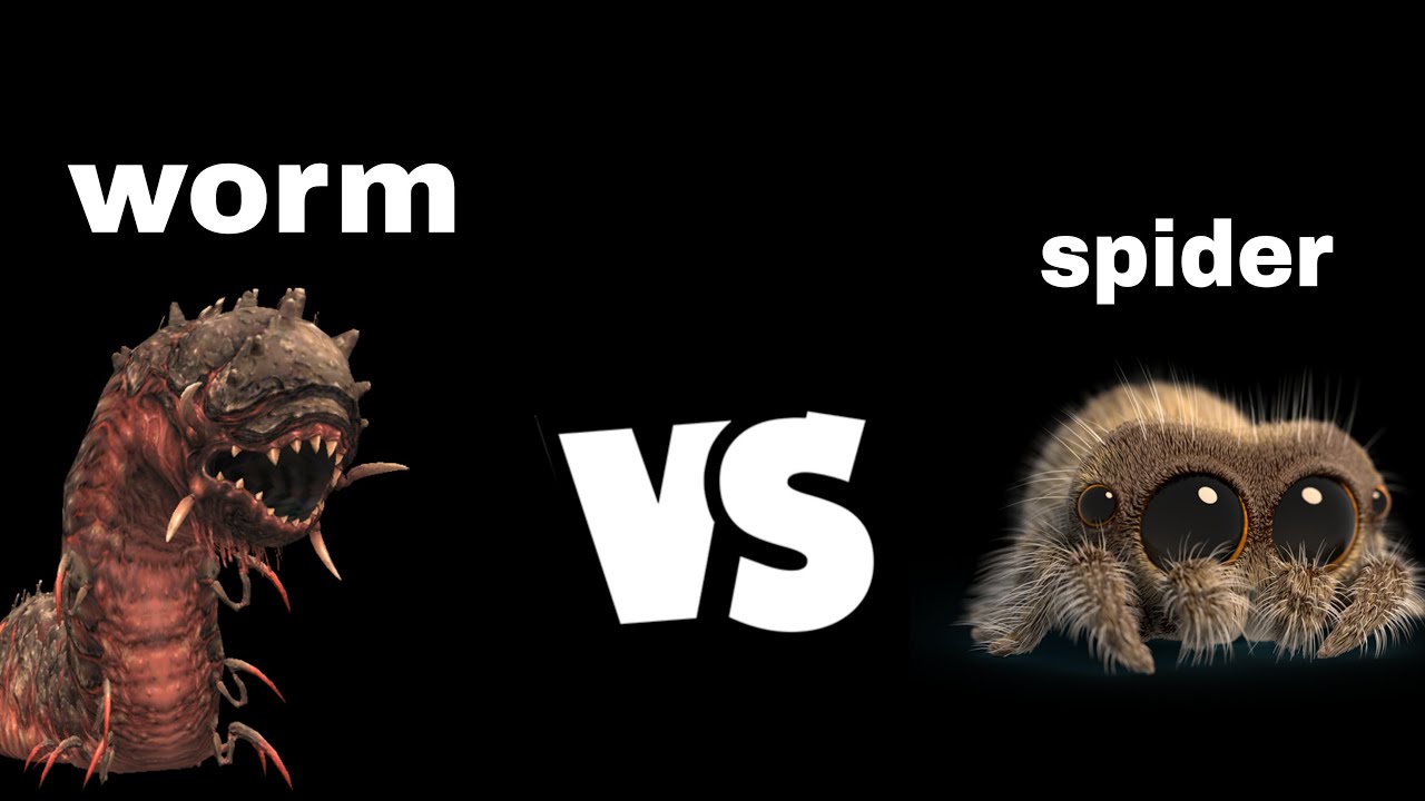 Worm vs Spider