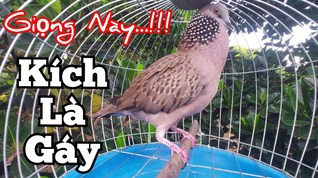Chim cu gáy kích bổi_ Cu gáy mồi Đồng giọng lôi cuốn gáy Gù Thúc Gọi kích bổi yếu mau gáy #cugáy50