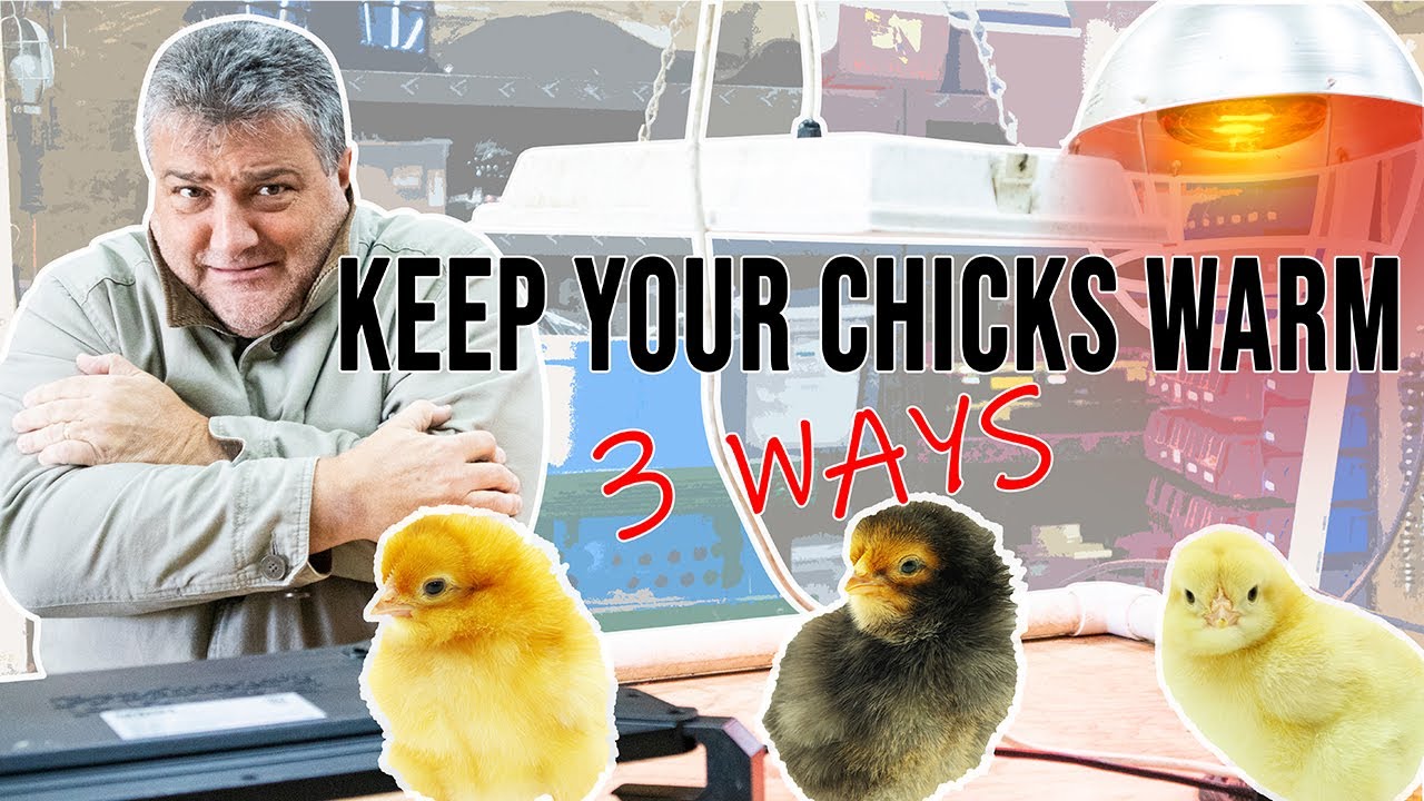 3 WAYS to KEEP your CHICKS WARM • Heat Sources for Brooding Chicks