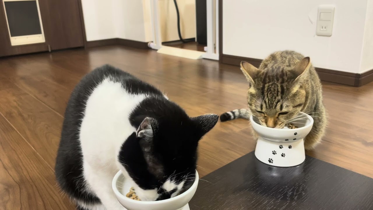 1762 20260131 夜ごはん Enjoy your meal, Bon appetit