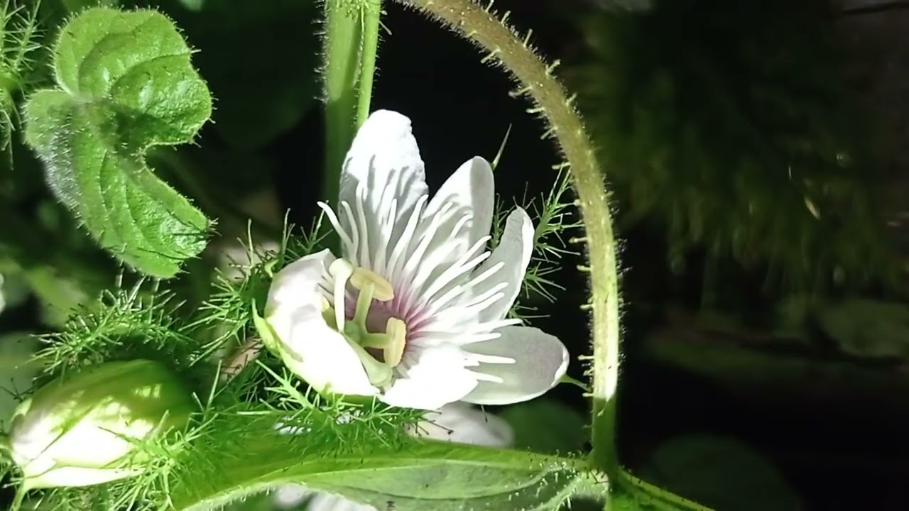 Flowering fase Contoman Plant#Part 7#Reaction Flower not Speed💦💞🇮🇩