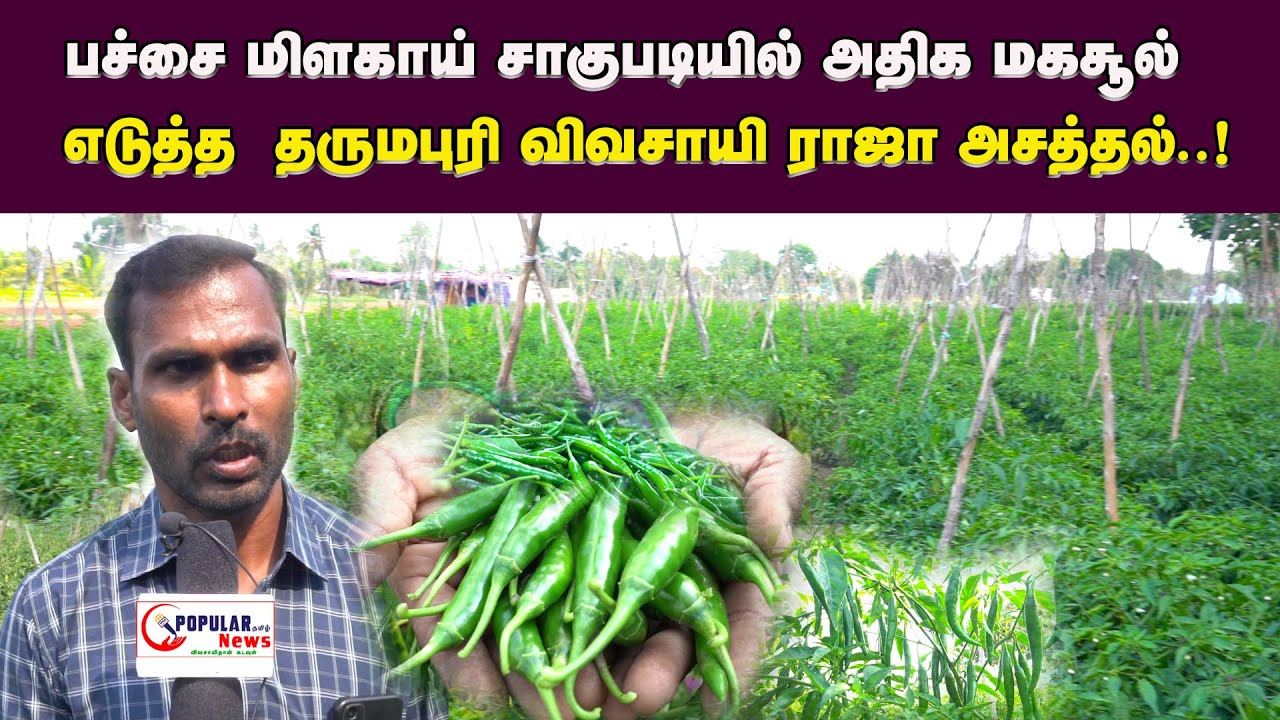 Green Chili Cultivation பச்சை மிளகாய் சாகுபடியில் அதிக மகசூல் எடுத்த தருமபுரி விவசாயி ராஜா அசத்தல்.!