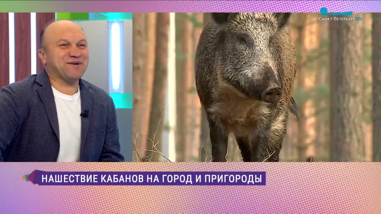 Кабаны выходят в город