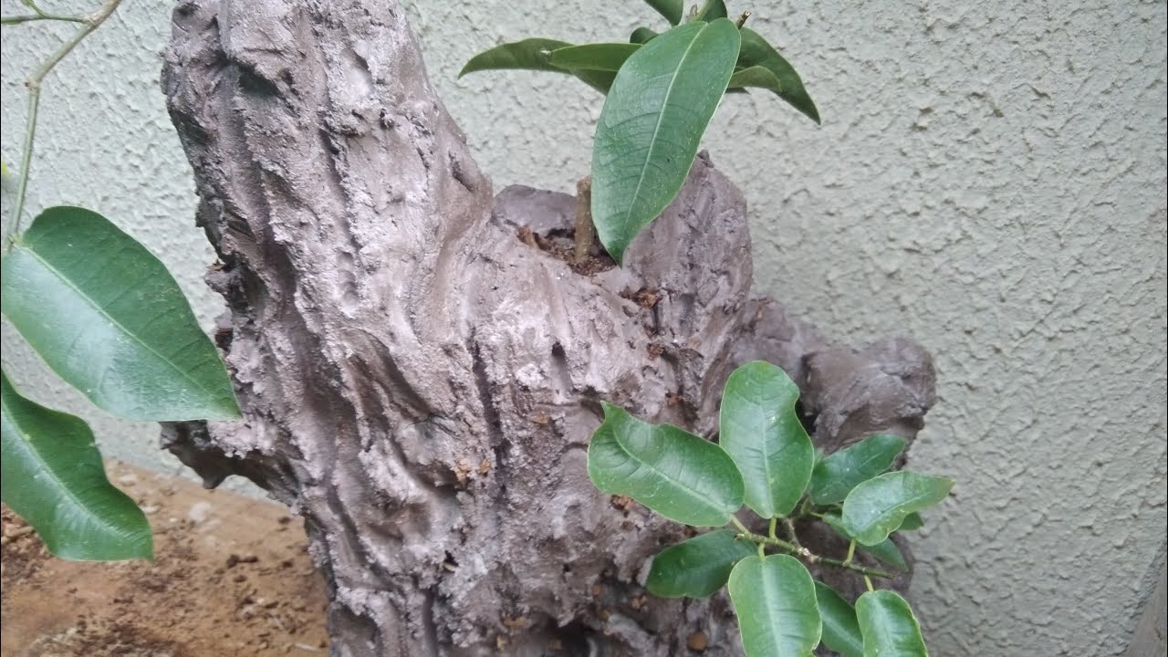 fazendo pedra artificial e plantando nela passo a passo