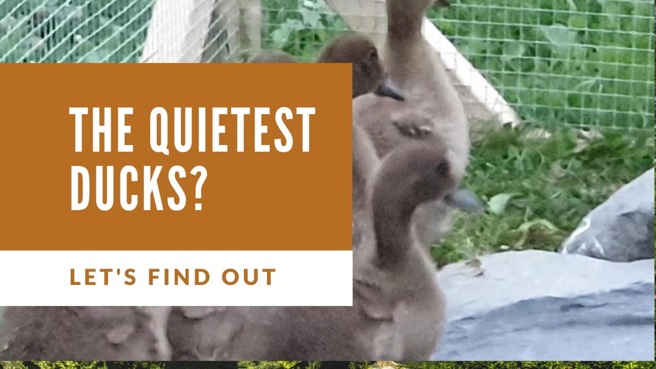 The quietest Ducks to keep?