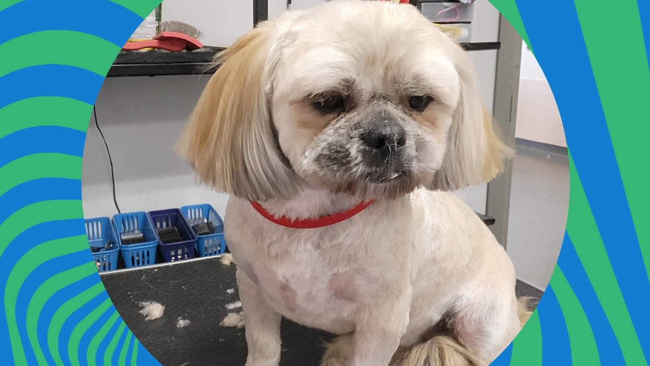 how i do a short teddy bear face | shih tzu | mr conrad