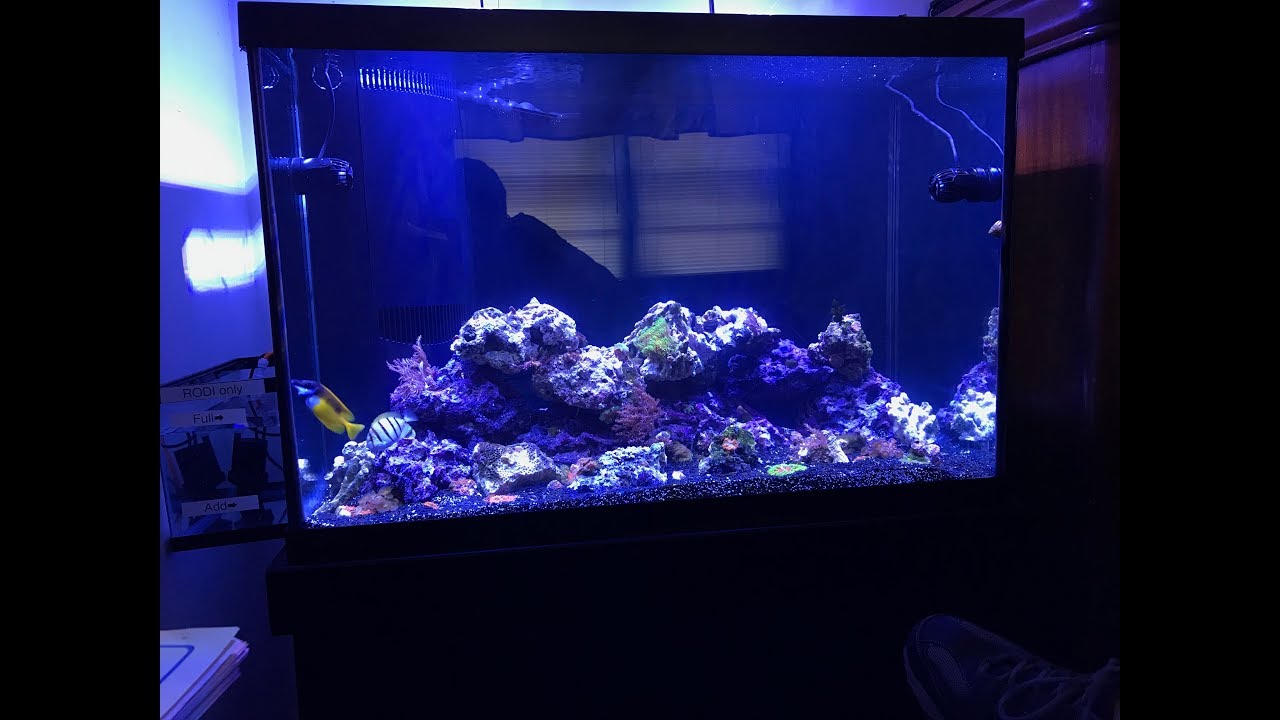 65 Gallon saltwater tank setup
