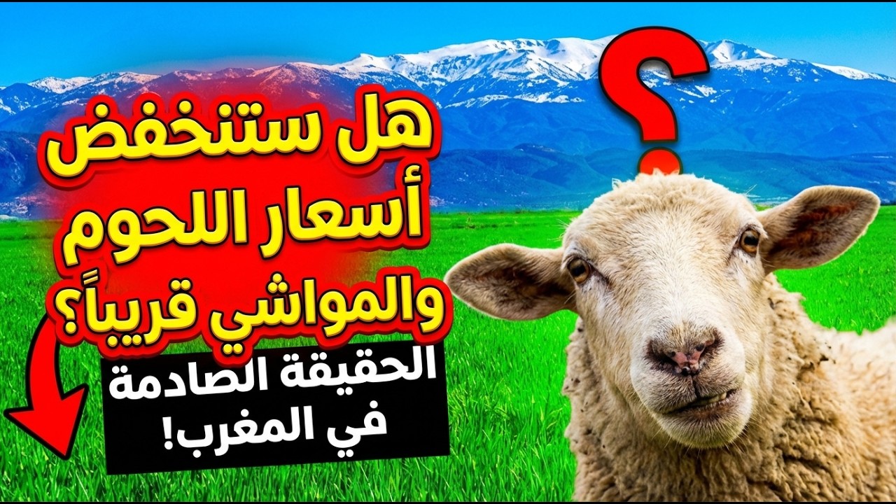 بشرى سارة للمغاربة! هل تنخفض أسعار اللحوم بعد عودة 