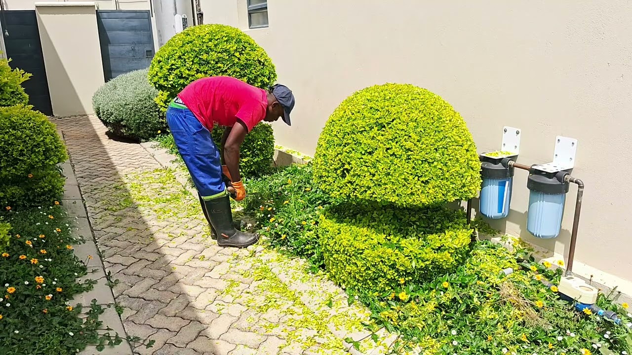 Another entrance #garden #trending #flowerarrangement 