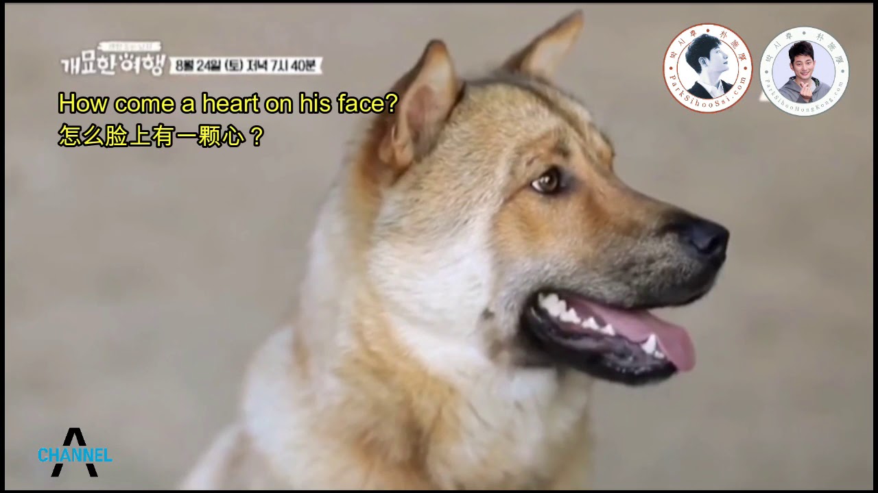 Park Sihoo Amazing Journey with Pets Ep 2 Preview 2 (English & Chinese subtitles), 23 Aug 2019