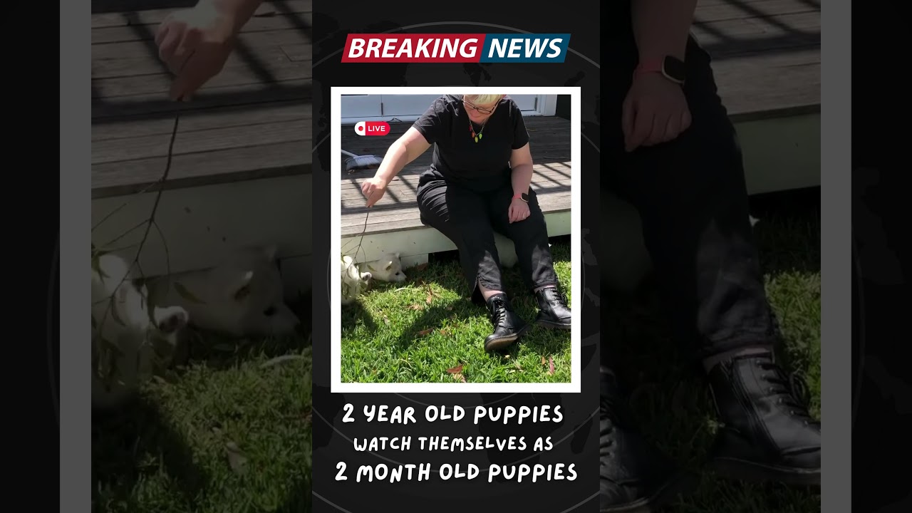 🐾 🐶 Fluffy Puppies Watch Themselves as Babies – Their Reactions Are Priceless! 