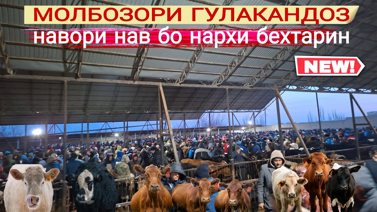 😲🫴НАРХУ НАВОИ МОЛБОЗОРИ ГУЛАКАНДОЗ 24.января 2026г