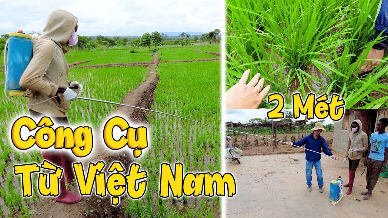 C&oacute; C&ocirc;ng Cụ N&agrave;y Đỡ Độc Hại Bao Nhi&ecirc;u! D&agrave;i 2 M&eacute;t Cứu Cả C&aacute;nh Đồng L&uacute;a!