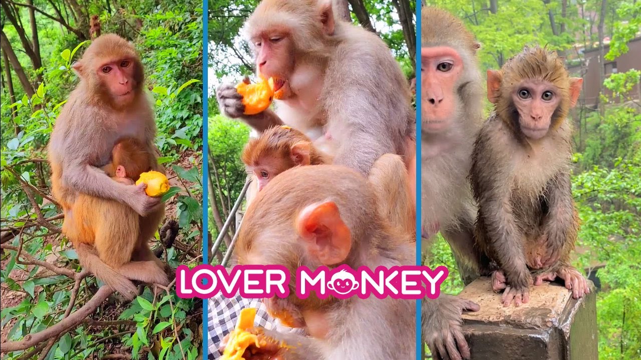 Cute Monkey videos HD 2021