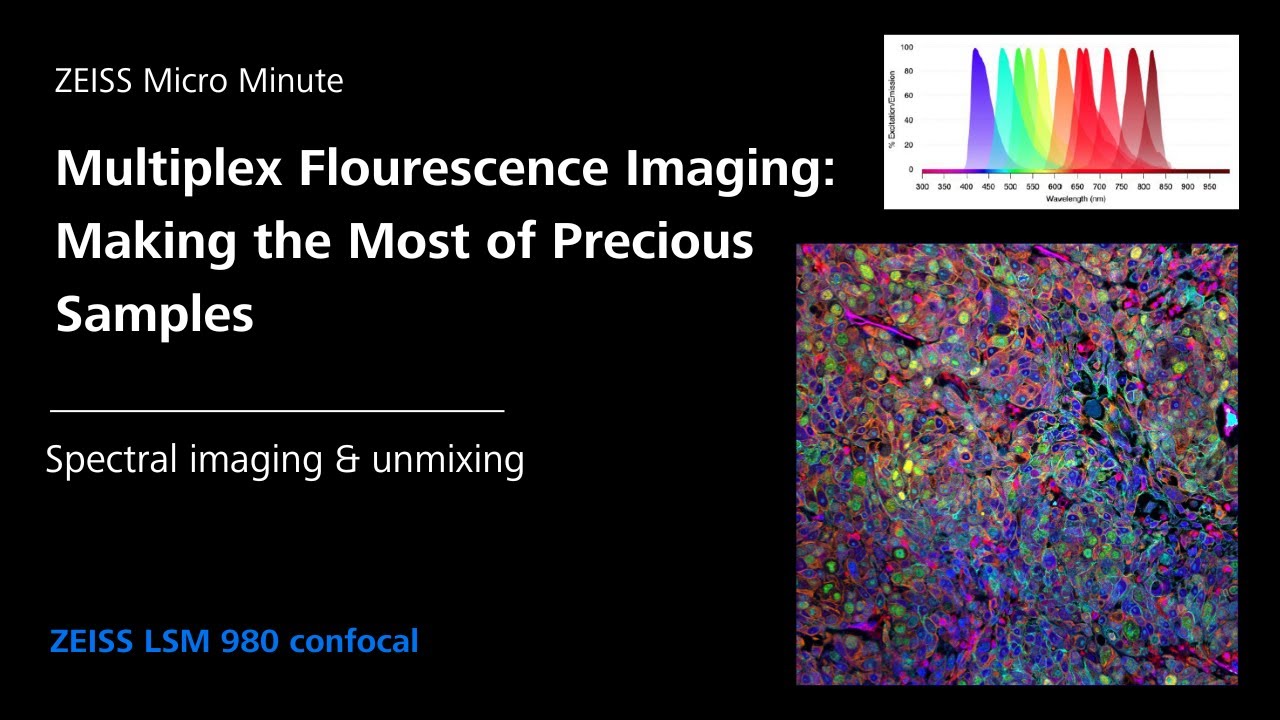 Multiplex Fluorescence: Make the Most of Precious Samples | LSM980 | ZMCC Live Demo | Episode 33